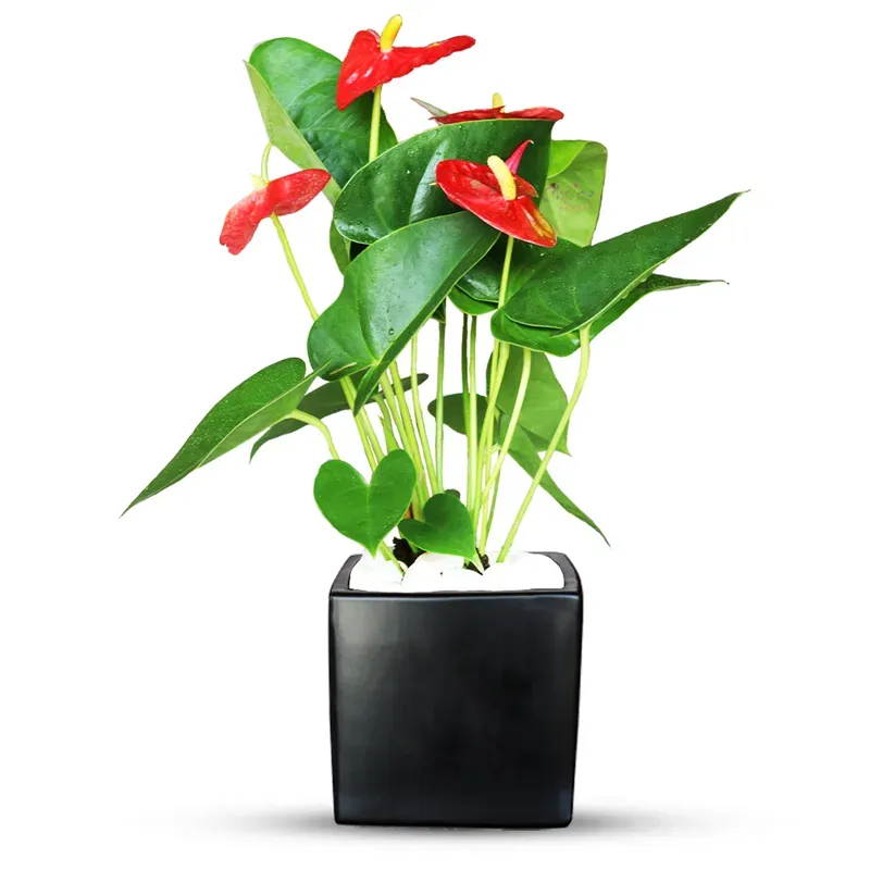 Антуриум горшечный комнатный