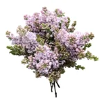 Букет из нежно розовой сирени